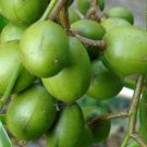 Large June Plum Dwarf, Ambarella Fruits Tree Plant rare Home Plant Plant FREESHIPPING