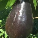 Mexicola Grande Avocado Tree Fruits Tree Plant rare Home Plant Plant FREESHIPPING