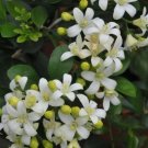 Orange Jasmine Murraya paniculata Tree Plant rare Home Plant Plant FREESHIPPING