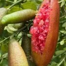 Red Finger Lime Tree Fruits Tree Plant rare Home Plant Plant FREESHIPPING