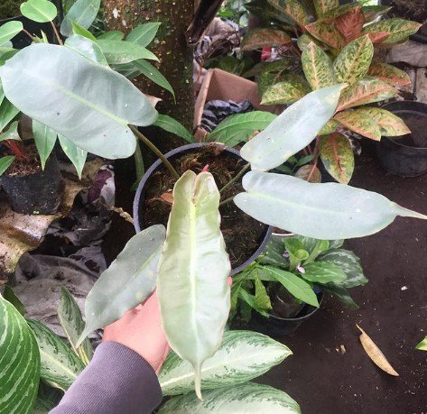 Philodendron hastatum 'Silver Sword' Flower Plant rare Home Plant FREESHIPPING