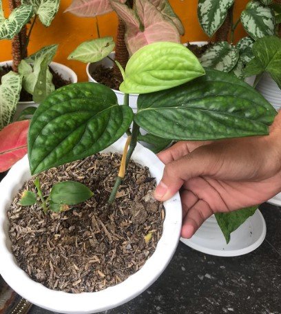 Monstera Peru Live Plant Flower Plant rare Home Plant FREESHIPPING