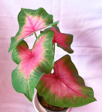 Caladium 'Torchy' Bulbs Plant Flower Plant rare Home Plant FREESHIPPING