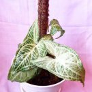 Syngonium Batik Live Plant Flower Plant rare Home Plant FREESHIPPING