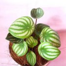 peperomia argyreia ‘watermelon peperomia’ Live Plant Flower Plant rare Home Plant FREESHIPPING