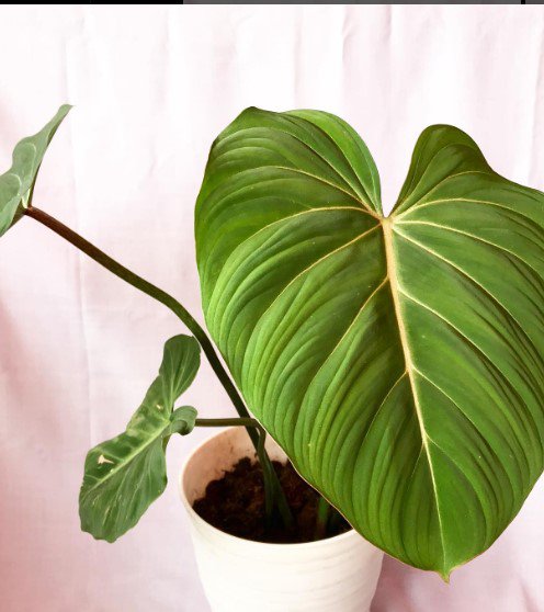 Philodendron gloriosum Live Plant Flower Plant rare Home Plant FREESHIPPING