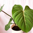 Philodendron gloriosum Live Plant Flower Plant rare Home Plant FREESHIPPING