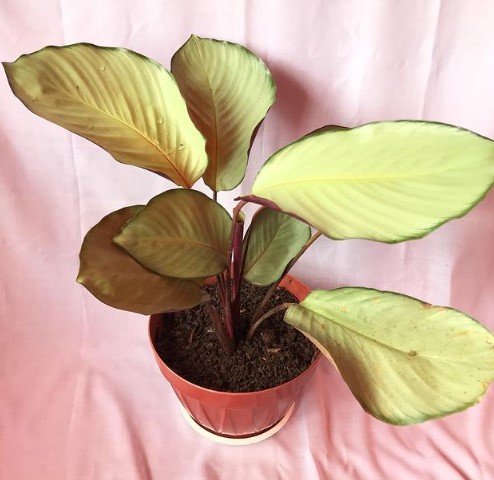 Calathea Maranta Silver Live Plant Flower Plant rare Home Plant FREESHIPPING