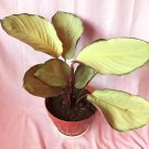 Calathea Maranta Silver Live Plant Flower Plant rare Home Plant FREESHIPPING