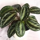Calathea Silver Black Very Beautiful Live Plant Flower Plant rare Home Plant FREESHIPPING