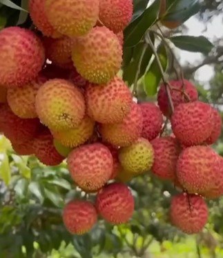 Lychee Fruit Tree Live Garden Plant rare Home Plant FREESHIPPING