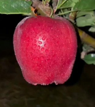 Fuji Apple Fruit Tree Live Garden Plant rare Home Plant FREESHIPPING