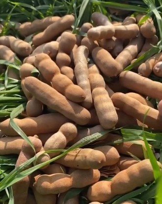 Tamarind tree Fruit Tree Live Garden Plant rare Home Plant FREESHIPPING