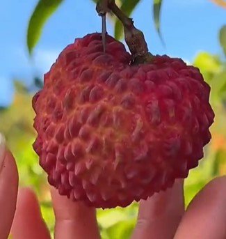 Lychee fruit tree seedling Fruit Live Garden Plant rare Home Plant FREESHIPPING
