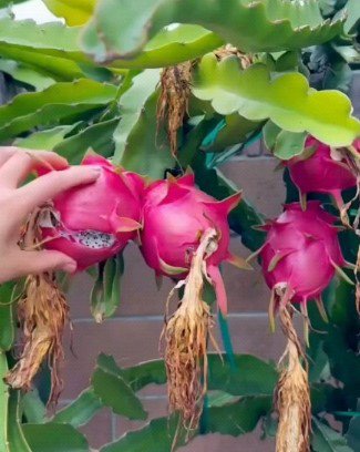 White Pitaya Dragon Fruit Fruit Live Garden Plant rare Home Plant FREESHIPPING