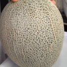 50 Seeds Honey Rock Cantaloupe Fruit Garden Plant rare Home Plant FREESHIPPING