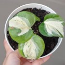 Manjula Pothos Epipremnum aureum Flower Live Garden Plant rare Home Plant FREESHIPPING