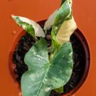 Albo Variegated Alocasia Macrorrhiza Flower Live Garden Plant rare Home Plant FREESHIPPING
