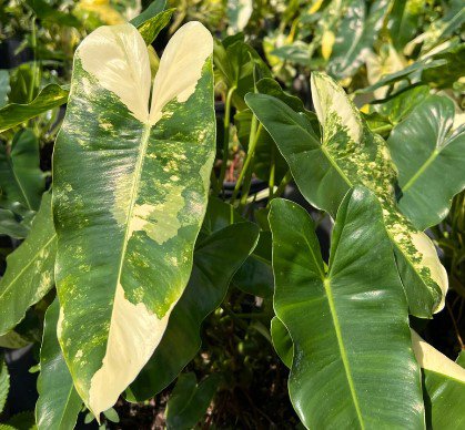 Variegated Burle Marx Philodendron Flower Live Garden Plant rare Home Plant FREESHIPPING