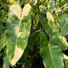 Variegated Burle Marx Philodendron Flower Live Garden Plant rare Home Plant FREESHIPPING
