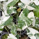 Albo Variegated Alocasia Flower Live Garden Plant rare Home Plant FREESHIPPING