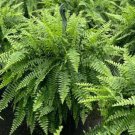 Boston Fern Flower Live Garden Plant rare Home Plant FREESHIPPING