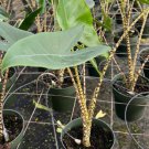 Alocasia Zebrina Elephant Ears Flower Live Garden Plant rare Home Plant FREESHIPPING