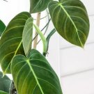 Philodendron Black Gold Flower Live Garden Plant rare Home Plant FREESHIPPING