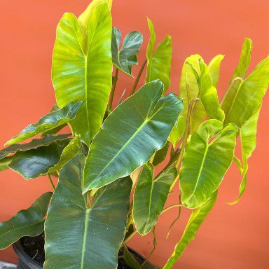 Burle Marx Philodendron Flower Live Garden Plant rare Home Plant FREESHIPPING