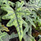 Alocasia Jacklyn Elephant Ears Flower Live Garden Plant rare Home Plant FREESHIPPING
