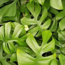MONSTERA GINNY Flower Live Garden Plant rare Home Plant FREESHIPPING