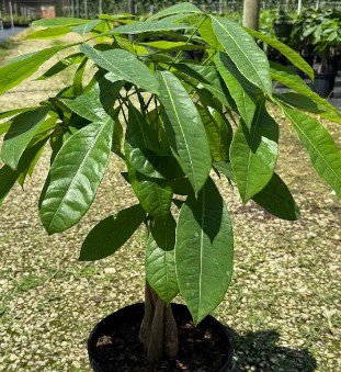 Money Tree Braided Flower Live Garden Plant rare Home Plant FREESHIPPING