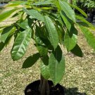 Money Tree Braided Flower Live Garden Plant rare Home Plant FREESHIPPING