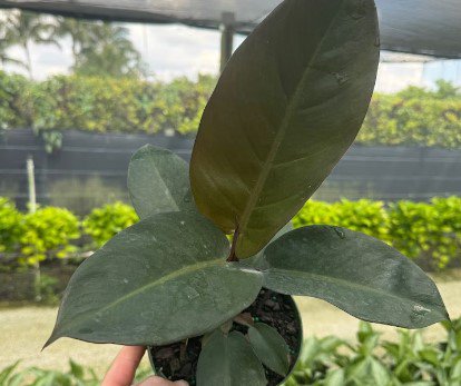 Black Cardinal Philodendron Flower Live Garden Plant rare Home Plant FREESHIPPING