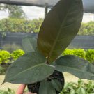 Black Cardinal Philodendron Flower Live Garden Plant rare Home Plant FREESHIPPING