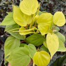 Philodendron Lemon Lime Flower Live Garden Plant rare Home Plant FREESHIPPING