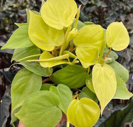 Philodendron Lemon Lime Flower Live Garden Plant rare Home Plant FREESHIPPING