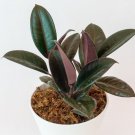 Rubber Plant Ficus elastica Flower Live Garden Plant rare Home Plant FREESHIPPING