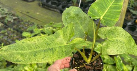 Paraiso Verde Philodendron Flower Live Garden Plant rare Home Plant FREESHIPPING