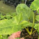 Paraiso Verde Philodendron Flower Live Garden Plant rare Home Plant FREESHIPPING