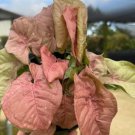 Neon Robusta Syngonium Flower Live Garden Plant rare Home Plant FREESHIPPING