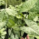 White Butterfly Syngonium Flower Live Garden Plant rare Home Plant FREESHIPPING