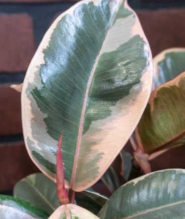 Tineke Rubber Tree Flower Live Garden Plant rare Home Plant FREESHIPPING