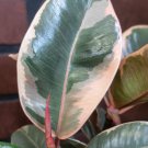 Tineke Rubber Tree Flower Live Garden Plant rare Home Plant FREESHIPPING