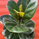 FICUS LYRATA Large Leaf Fig Flower Live Garden Plant rare Home Plant FREESHIPPING