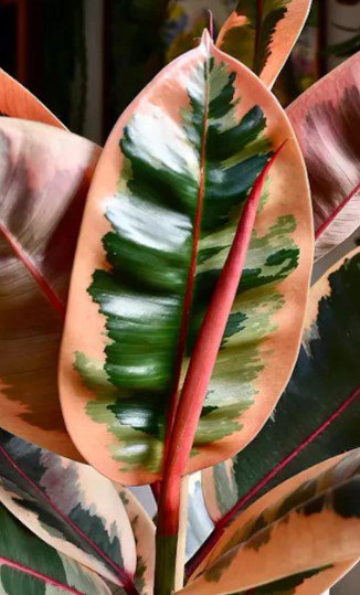 Ruby Rubber Tree Flower Live Garden Plant rare Home Plant FREESHIPPING