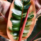 Ruby Rubber Tree Flower Live Garden Plant rare Home Plant FREESHIPPING