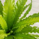 Bird's Nest Fern Asplenium nidus Flower Live Garden Plant rare Home Plant FREESHIPPING