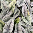 Alocasia Platinum Flower Live Garden Plant rare Home Plant FREESHIPPING