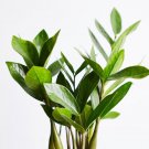 Zamioculcas Zamiifolia Flower Live Garden Plant rare Home Plant FREESHIPPING